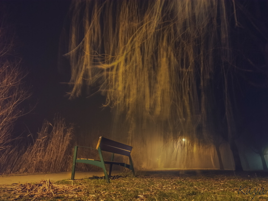 Vom Wind bewegte Weiden, darunter eine Parkbank, Licht durch Laternen weil nachts. Aufnahme länger belichtet und aus Bodennähe.