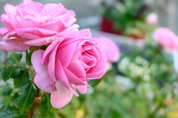 やや淡めのピンク色したバラが2輪ほど集まって咲いている。奥にもぼやけて咲いているバラも見えている。/ 2026.01.07 松原通から