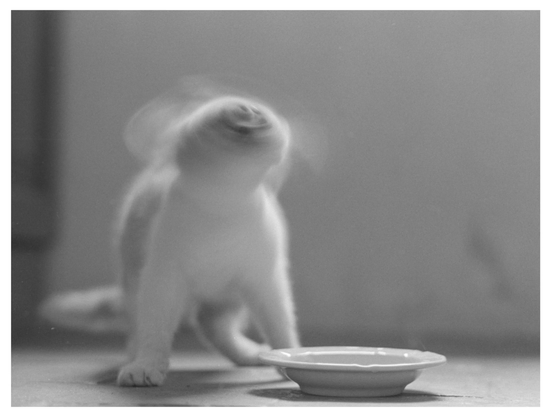 Black and white photograph in landscape orientation. A small cat is standing in front of a bowl. It is shaking its head leading to lots of motion blur.