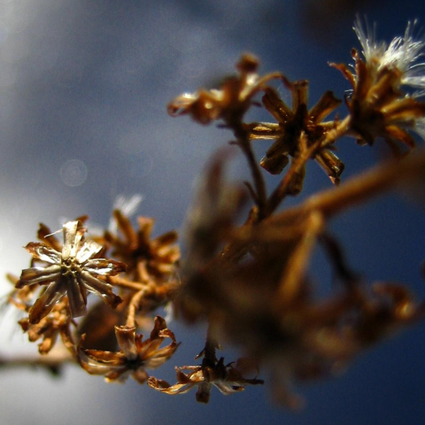 Looking down onto the branches and dried flowers of a plant sticking out through the snow.
