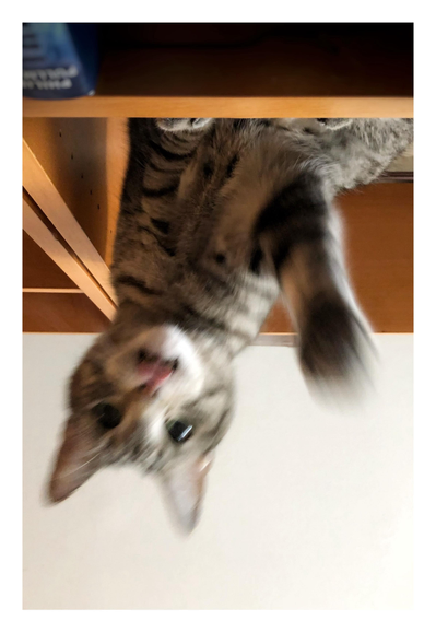 A gray tabby cat (my Max, dearly remembered) perched on a bookshelf and in a playful mood. His orientation is upside down, as I’m leaning back on the couch and looking upward to take a photo of him above me. His pupils are dilated and his tongue sticks out as he looks directly at the camera and his front paw darts out for a swipe. Motion blur on all moving parts, as expected. 