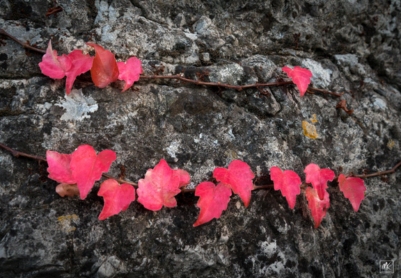 Color photo of two rows of bright red vine leaves against dark mottled stone. 