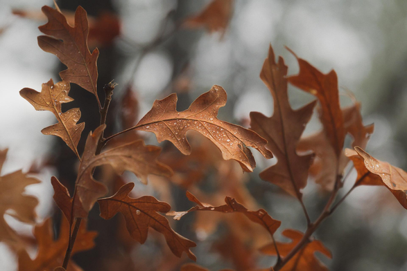 Close-up of brown oak leaves with raindrops on their surface, softly lit against a blurred gray background.