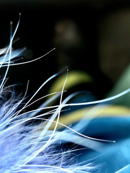 Close-up of fine blue hairs, perhaps fur, coming into the picture from the left. There are longer and shorter hairs, some of which appear to be even more delicate than the others. 
The long hairs in particular seem to vibrate, like delicate antennae, possibly due to a gentle breeze. 
On the right-hand side of the picture are unspecific turquoise and yellowish structures that disappear into the darkness in the background.
