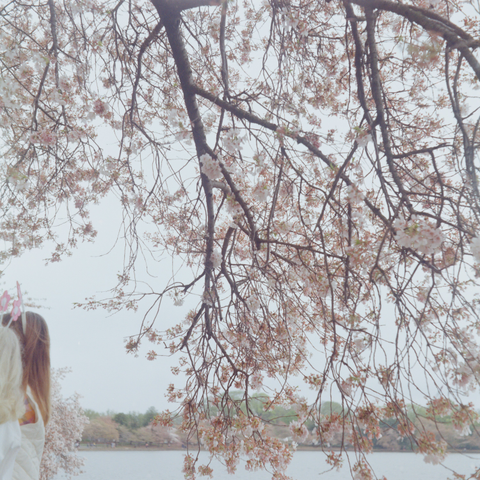 Color photo of a cherry tree in blossom on a very overcast day with the tree covering most of hte frame, to the bottom left of the frame there are two people with longer hair and plastic headband with fake pink flowers posing for a camera off-screen. The bottom of the frame is a body of water and distant trees on the other shore. The whole image is a soft pastel haze. Shot with a Rolleiflex Standard1935 and ZeissTessar75f3.5 lens, on KodakGold200, and developed with BelliniC41 by Shom Bandopadhaya. Licensed under Creative Commons Attribution-NonCommercial-ShareAlike (CC BY-NC-SA).