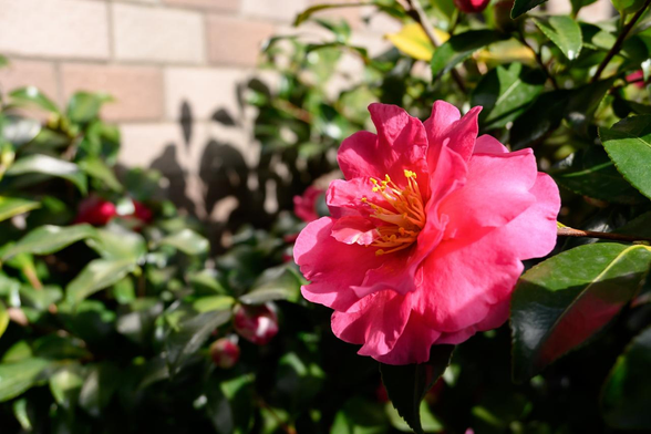ガレージの生け垣で咲いていたサザンカ。生け垣の比較的高い場所で咲いていて、花が日差しを受けている。/ 2026.01.10 室町御池あたりから