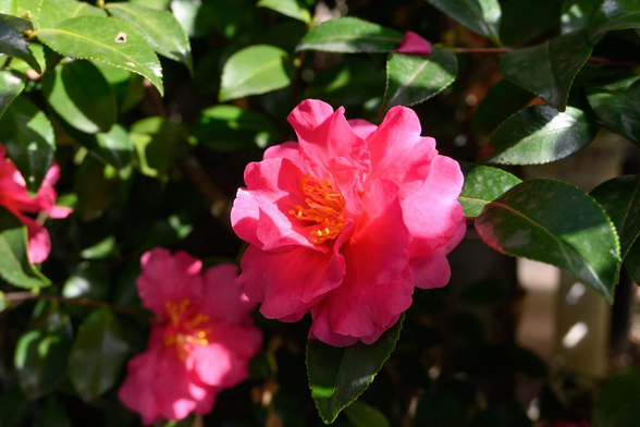 ガレージの生け垣で咲いていたサザンカ。こちらはやや日陰のところで咲いていて、花だけが部分的に日を受けている。/ 2026.01.10 室町御池あたりから