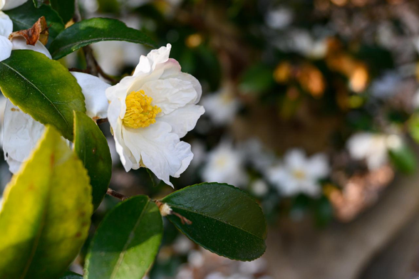 縣井のすぐそばで咲いている、やや小さめで白いサザンカ。/ 2026.01.17 京都御苑・縣井から