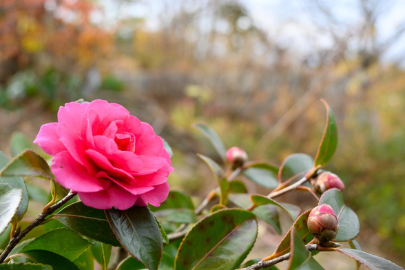 つぼみが多い中、先立って天を仰ぐように咲くサザンカ。/ 2026.01.04 知恩院・知恩院道と神宮道の丁字路あたりから