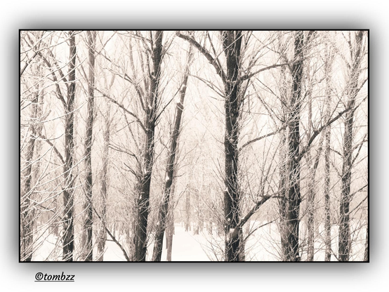 This black-and-white photograph depicts a winter forest where slender, bare tree trunks stand out sharply against the bright, snowy backdrop. The branches are lightly dusted with fresh snow, accentuating their structure and direction. In the distance, the trees blur into a milky haze, adding softness and depth to the composition. The snow on the ground is smooth and untouched, and the entire scene radiates quiet, calm, and a touch of unreality, as if time in this forest had paused for a moment.