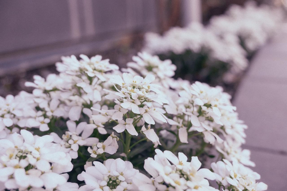 道路の縁に店舗を囲うように造られた植栽スペースに植えられた白いイベリスが等間隔に並んでいる。/ 2025.12.28 二条通から