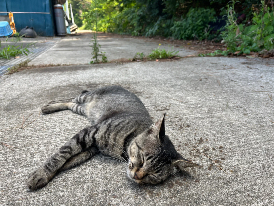 2025/08/14 田代島（宮城県石巻市）