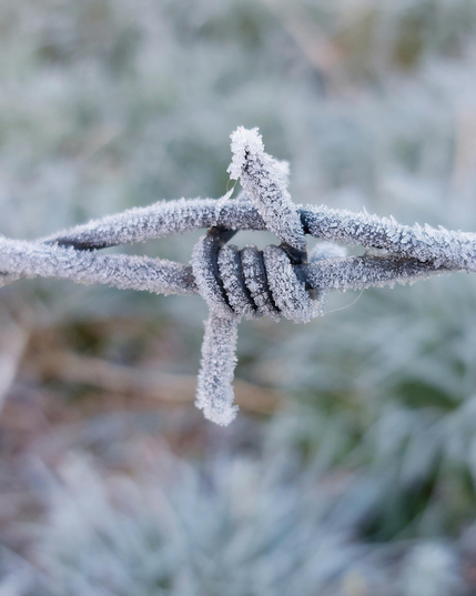 A piece of barbed wire, completely covered with small ice crystals. In the background, blurred grasses in white, green and brown. A frosty, clear atmosphere. The snow crystals make the ugly barbed wire look like a pretty work of art.
