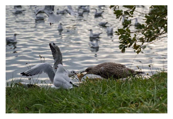 Foto im Querformat. Zwei Silbermöwen, eine ältere, weiße und eine jüngere, braune, streiten sich am Rande eines Gewässers um Brot. Die Braune hat das Stück Brot im Schnabel, die weiße versucht das Stück Brot wegzuschnappen. Dabei flattert sie mit den Flügeln.