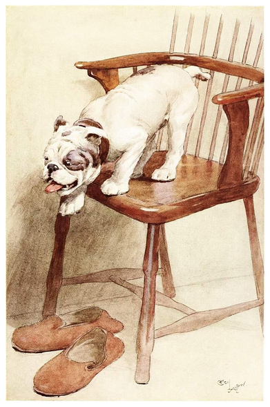 A young bulldog hesitantly prepares to jump off a wooden chair.