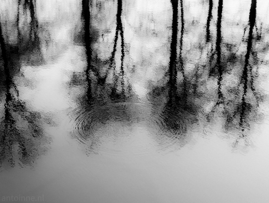 The reflection of bare trees on a body of water, interrupted by a gentle ripple.

The vertical dark silhouettes of trees are distorted and elongated, mimicking the look of charcoal or ink strokes on a canvas.

The focal point of the lower-center is a set of concentric circular waves. This ripple breaks the vertical lines of the tree reflections, adding a sense of movement.