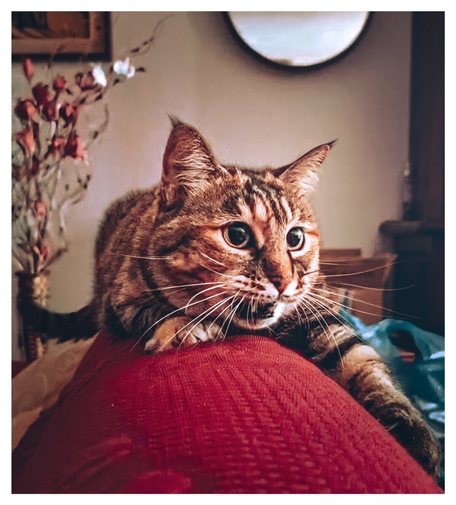 A tabby cat (Margot) with wide eyes is lying down and playing  alertly on a red couch. Her fur is a mix of brown, tan and almost black stripes. The background is softly blurred and shows a room interior with muted colours. There's a vase of flowers to the left, and a round mirror hanging on the wall behind the cat.
