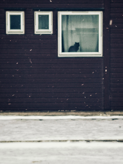 A dark facade of a house, with one square and two smaller windows. A black cat is sitting on the windowsill of the square window between the glass and a light grey curtain, looking directly towards me. It's snowing and the pavement is snow-covered