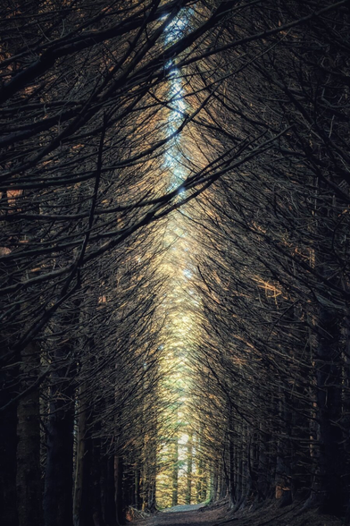 A vertical photograph looking down a dark forest path. The path is flanked by tall, dense coniferous trees. The lower branches are bare, dark, and tangled, creating a tunnel-like archway overhead that fills the frame. The scene is dimly lit, but bright, golden daylight shines through the opening at the far end of the path and filters down from the very top of the canopy, highlighting the texture of the woven branches.