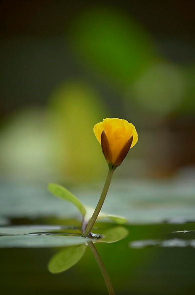 This is a close-up, eye-level shot of a small, single yellow aquatic flower bud rising on a slender stem from calm water. The partially closed, conical bud reveals bright yellow petals encased at the base by smooth, reddish-brown sepals. The stem and flower cast clear, slightly soft reflections on the water's surface. The background is heavily out of focus, creating a dreamy bokeh effect with multiple layers of soft green tones. Indistinct green shapes of blurred lily pads float on the water's surface in the mid-ground. Beyond these, the background fades into deeper greens and olives with hints of brown, suggesting vegetation or foliage at varying distances. The top portion of the background is darker, transitioning from deep green to a brighter, more illuminated green towards the centre, creating a natural gradient. The extensive blur emphasises the sharp focus on the yellow flower, making it the only clear feature in an otherwise soft, atmospheric aquatic scene.