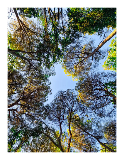 A low-angle photo looks up through the canopy of tall trees towards a clear blue sky. The branches and sparse foliage of the trees are silhouetted against the bright sky, with some areas illuminated by sunlight. There is a bright patch of blue sky visible in the middle of the photo where the trees come together in the centre to make a star like pattern.