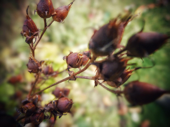 The dark red colour of the Foxglove plants branches and seed heads are seen against a muted green background.