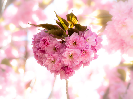 Blütenbüschel einer Zierkirsche mit pinkfarbenen, gefüllten Blüten. Als wenn das noch nicht genug wäre, zeigen sich diese hier in eindeutiger Herzform. 