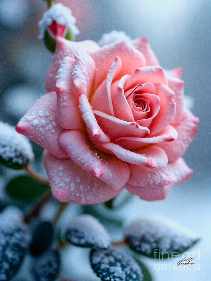 Snow Kissed Pink Rose