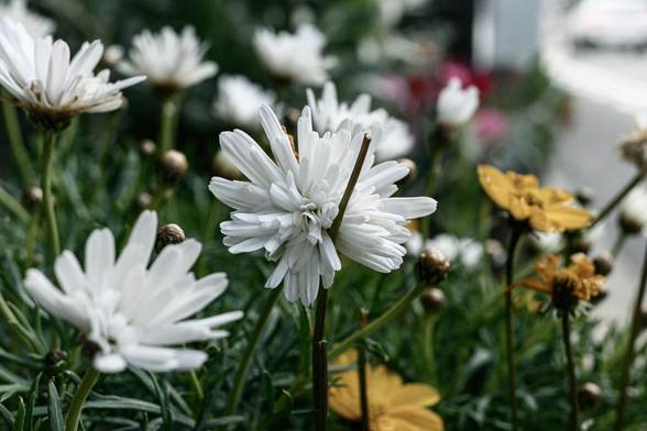 白で球状っぽく花びらが開いた八重のマーガレット。周囲には同じく八重のマーガレットや黄色のウィンターコスモスの花も写っている。/ 2026.01.29 室町通二条あたりから