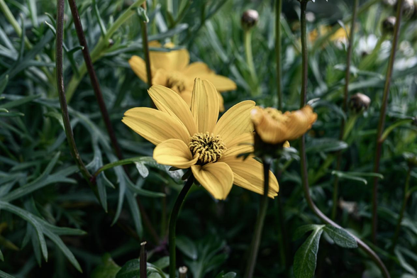 マーガレットの茎にやや埋もれるように咲いている黄色のウィンターコスモス。/ 2026.01.29 室町通二条あたりから