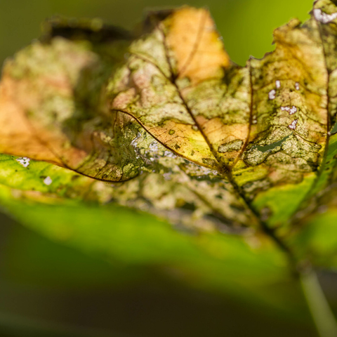 Close-up photo of a yellowing leaf, seen from below, lit from above. The focus depth is shallow, meaning much of the image is yellow-green blur. Where the leaf is sharp, attentition is drawn to its dark veins and spots of decay, but the overall effect is like looking at stained glass.