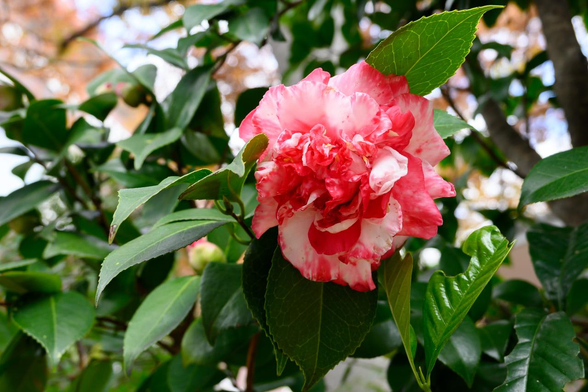 御池通のスポーツ館ミツハシ前あたりの植栽スペースで咲いている、大輪で白地に赤の絞り模様が入ったツバキ。/ 2025.11.22 御池通から