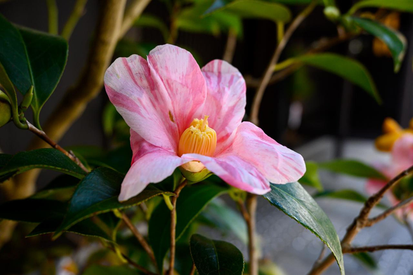 京町家の店舗前に飾られたピンクのツバキ。薄いピンク地にやや濃いめの桃色の模様が入っている。/ 2026.01.10 室町通三条あたりから