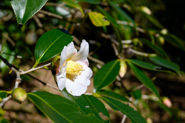 日向で咲く白いツバキ『雪中花』。部分的に薄いピンク色の模様がある。/ 2026.01.12 京都府立植物園・つばき園から