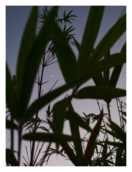 A view through dark, silhouetted bamboo leaves against a soft twilight sky. The sky features a gradient of muted blues and lavenders. Framed centrally within the intricate network of bamboo stalks and leaves is a tiny, delicate crescent moon. - Google Gemini 3 Pro Preview