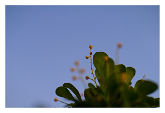 An aglaia odorata plant with its small golden yellow oval-shaped flowers.
