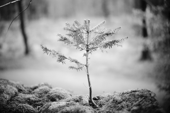 A fir sapling clinging into a crack in a granite boulder. In Crathes forrest, Aberdeenshire