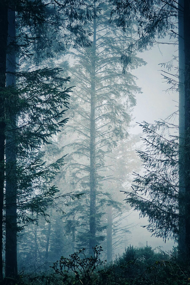 A vertical, moody photograph taken from within a forest on a misty day. Two dark tree trunks on the left and right frame the image, creating a natural window. In the centre, a tall, slender pine tree rises up, its branches fading into the white fog towards the top. The background is washed out by the thick mist, creating a silhouette effect for the layers of trees behind. The overall colour palette is cool, dominated by deep greens, greys, and blues.