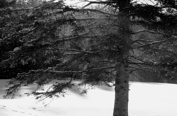 Black and white photograph of the trunk and lower branches of a spruce tree in winter, with the forest behind and a snow covered ground under. Some snow is blown off the branches by the wind and is glistening in the sun, blurred by the movement.