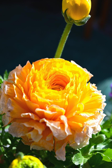 日向で咲く黄色のラナンキュラス。/ 2026.01.30 柳馬場通四条あたりから