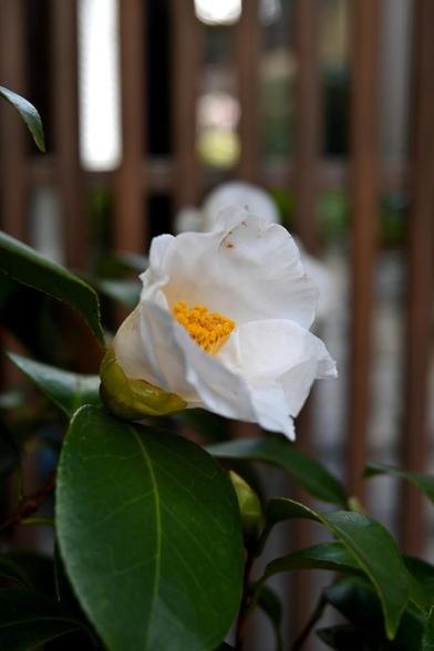 木製の格子戸前で咲く白いツバキ。/ 2026.01.30 仏光寺通寺町あたりから