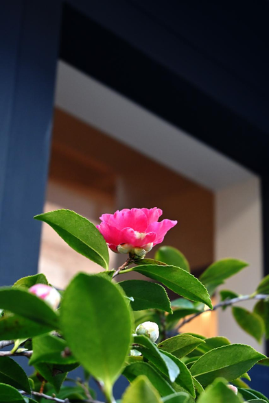 飲食店の窓の前で仰ぐように咲くサザンカ。/ 2026.01.30 高辻通烏丸あたりから