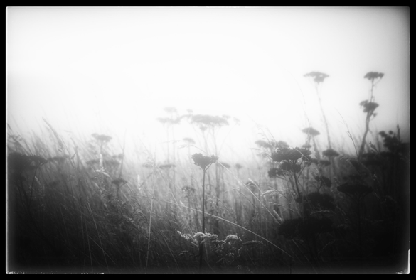 A monochrome, closeup photo of tall dried grass and dried up flowers on bare stems poking up into the glare from a distant sun behind a thick layer of fog. That's a lot of words to say a field of dark dead stuff silhouetted against a bright gray background.

It's gloomy. Everything that once was living croaked.