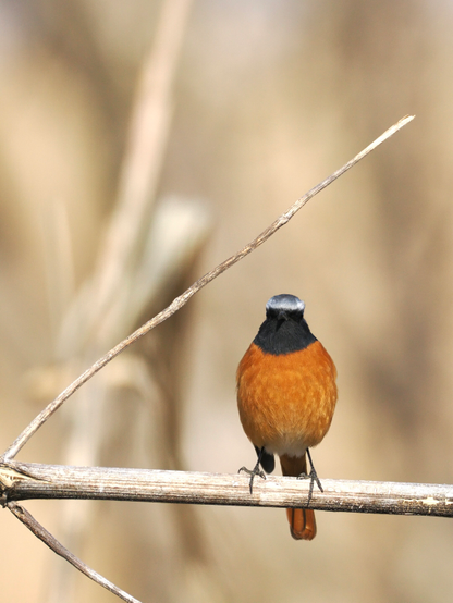 ジョウビタキ♂