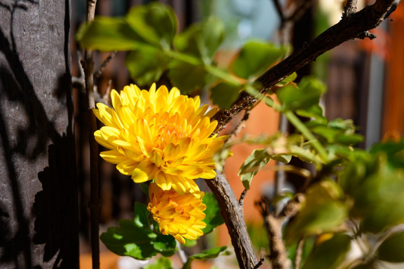 黄色の小菊。上下に2輪、並んで咲いている。/ 2026.01.10 丸太町通堀川あたりから