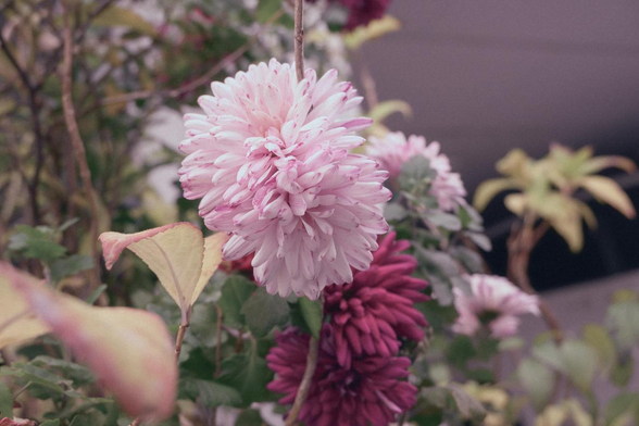 白に近い淡めのキク。その下に小豆色っぽい濃い赤のキクも咲いている。/ 2025.12.28 御池中学校あたりから