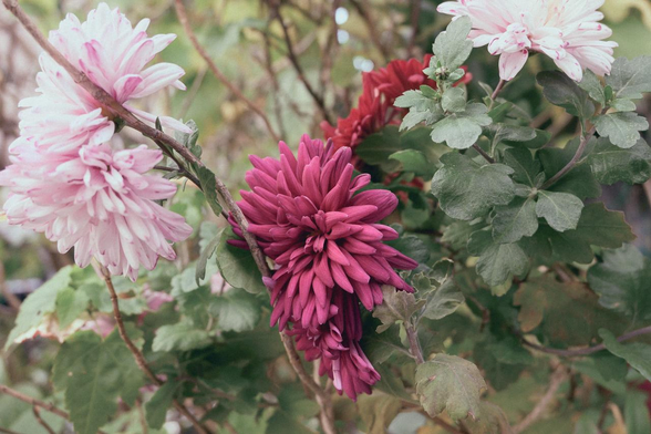 2枚目の写真の別角度。淡いピンクのキクが両脇で咲いていて、その間に小豆色のキクが咲いている。/ 2025.12.28 御池中学校あたりから