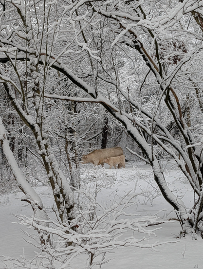 A wintry scene featuring a cow and its calf navigating a snow-covered wooded area. 

The heavy snowfall has turned the woods into a high-contrast labyrinth of white and dark wood.

The atmosphere is quiet and cold, emphasized by the monochromatic palette of whites, greys, and muted browns.