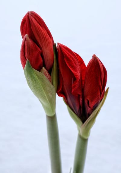 Two unopened Amaryllis buds, their petals just beginning to emerge, showcasing a deep red colour with hints of green at the base. The buds stand tall on slender green stems, set against a white background.