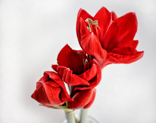 A close-up of a vibrant red Amaryllis flower in full bloom, its petals unfurled to reveal intricate textures and delicate stamens. The petals are richly coloured, with subtle gradients of deep red. The flower is set against a soft, blurred white background.
